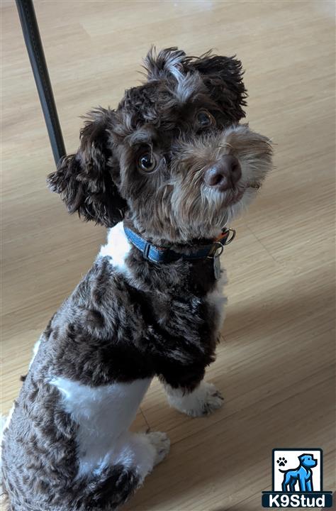 a havanese dog sitting on the floor