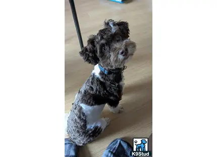 Havanese