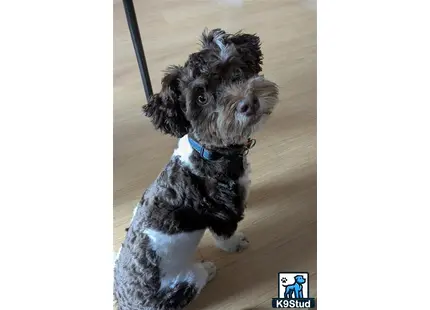 a havanese dog sitting on the floor