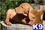 Vizsla puppy for sale