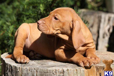vizsla puppy posted by khintlian