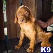 Vizsla puppy for sale