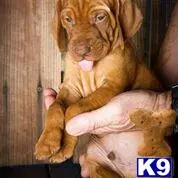 Vizsla puppy for sale