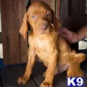 Vizsla puppy for sale