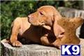 vizsla puppy posted by khintlian
