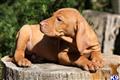 vizsla puppy posted by khintlian