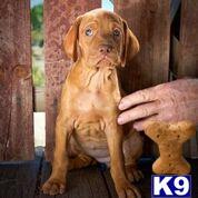 vizsla puppy posted by khintlian