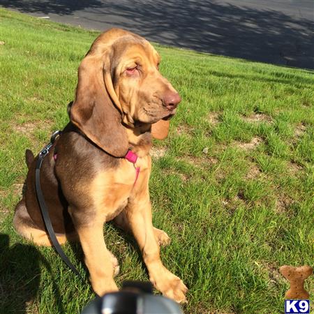 Bloodhound dog