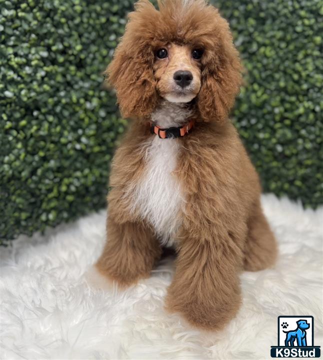 a poodle dog sitting in the snow