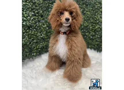 a poodle dog sitting in the snow