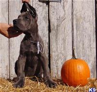Great Dane