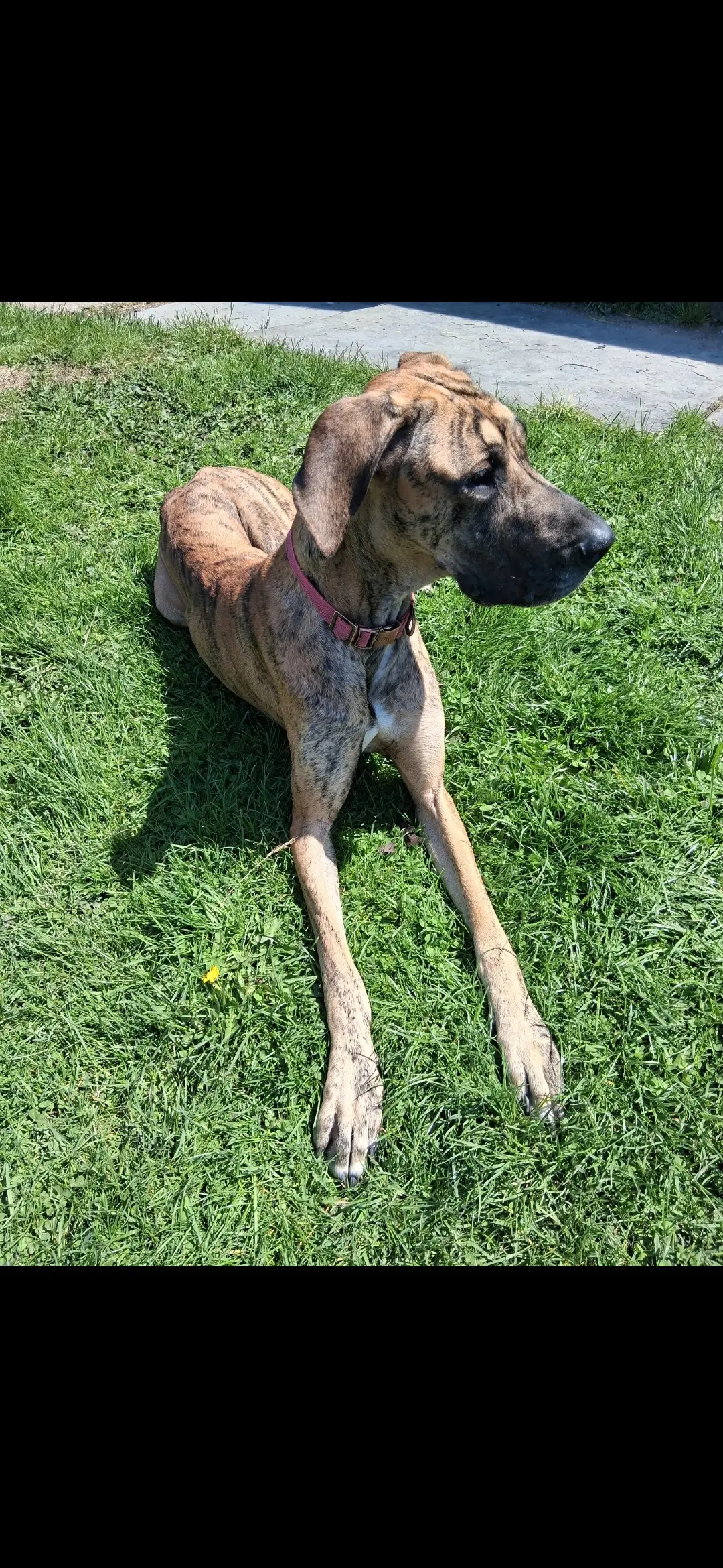 Great Dane female dog: Brindle Great Dane lying on green grass in sunlight