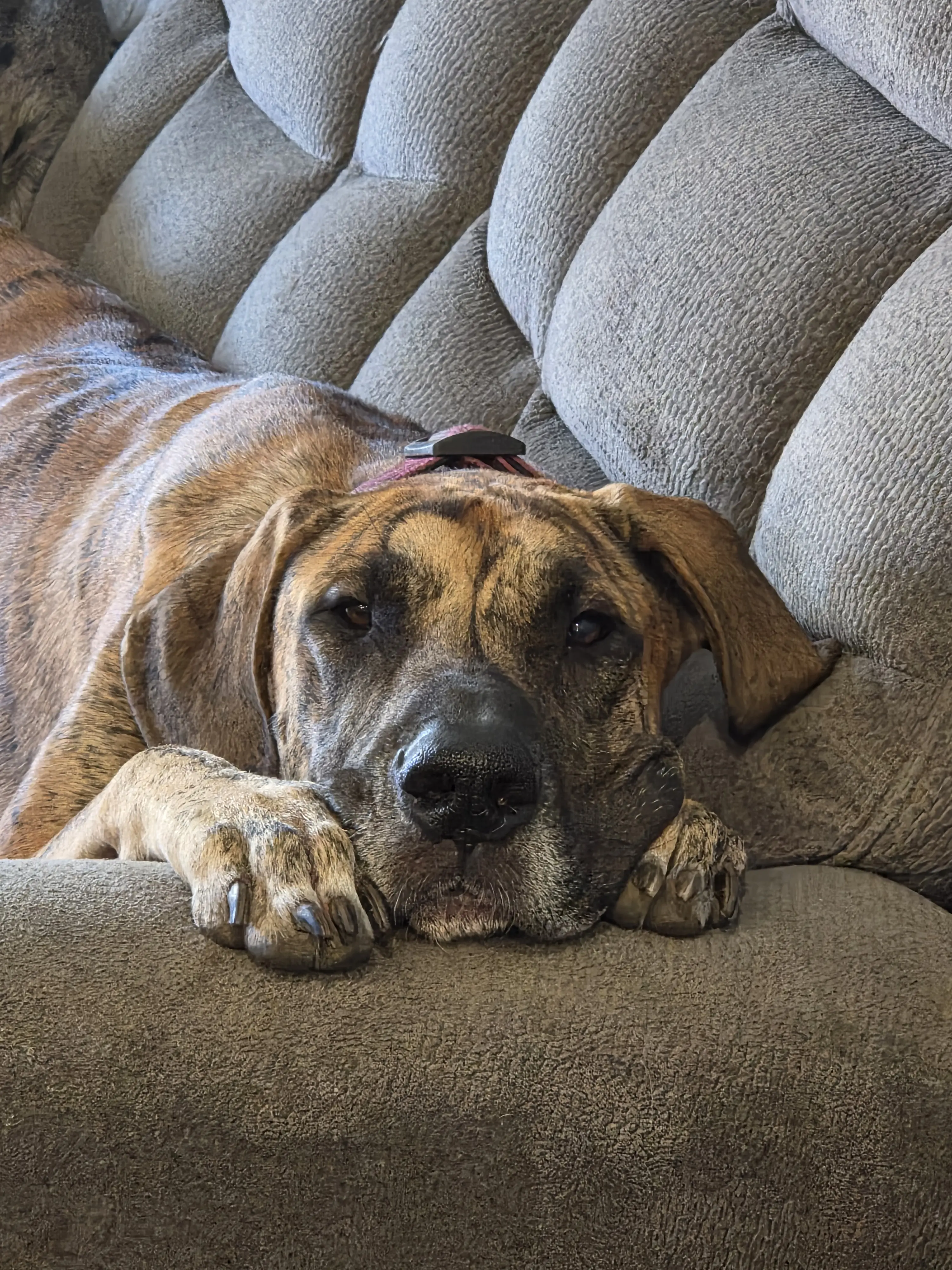 Great Dane female dog: Brindle Great Dane resting on a couch with a relaxed expression