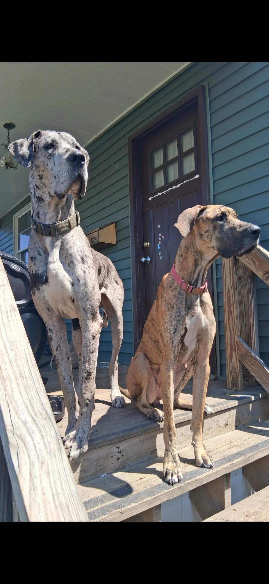Great Dane female dog: Two Great Danes on wooden steps, one brindle and one gray