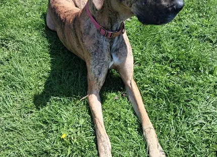 Great Dane female dog: Brindle Great Dane lying on green grass in sunlight
