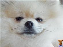 pomeranian puppy posted by kianegane