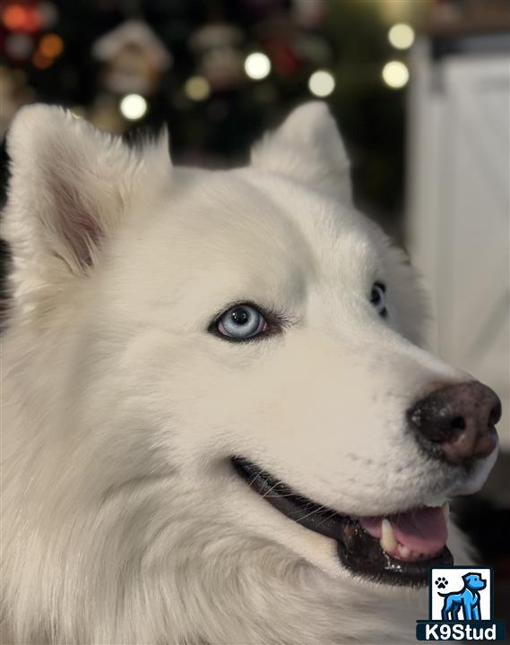 a white siberian husky dog with blue eyes