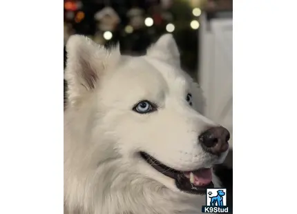 a white siberian husky dog with blue eyes