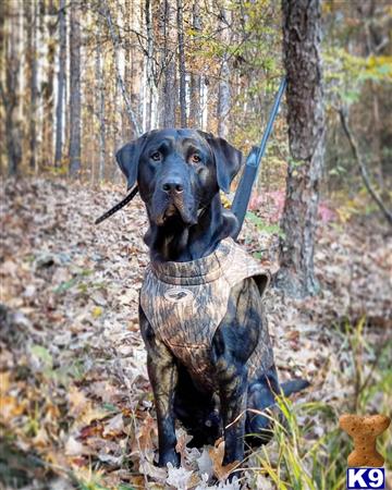 a labrador retriever dog holding a sword in its mouth in the woods