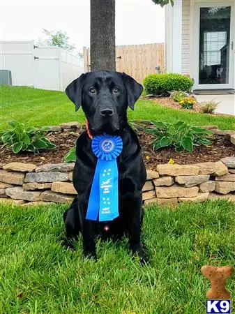 Labrador Retriever stud dog