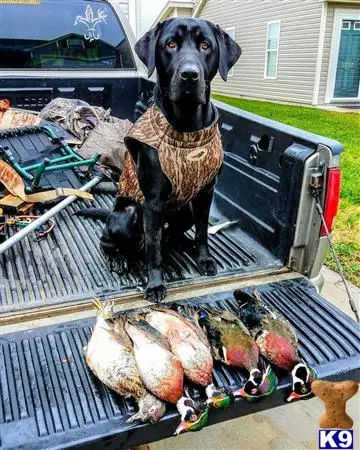 Labrador Retriever stud dog