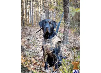 a labrador retriever dog holding a sword in its mouth in the woods