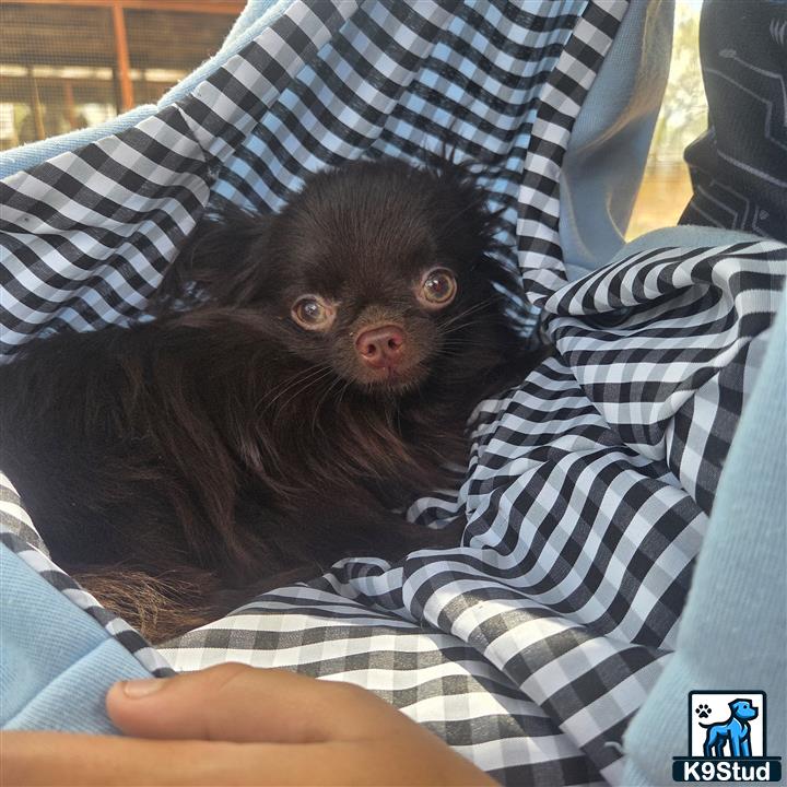 a small black animal