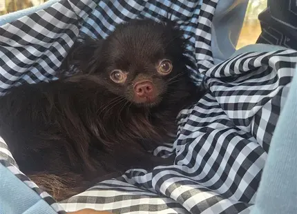 Chihuahua stud dog: a small black animal