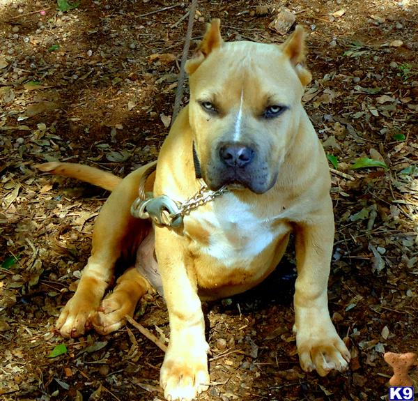 american pit bull puppy posted by kickazzblues