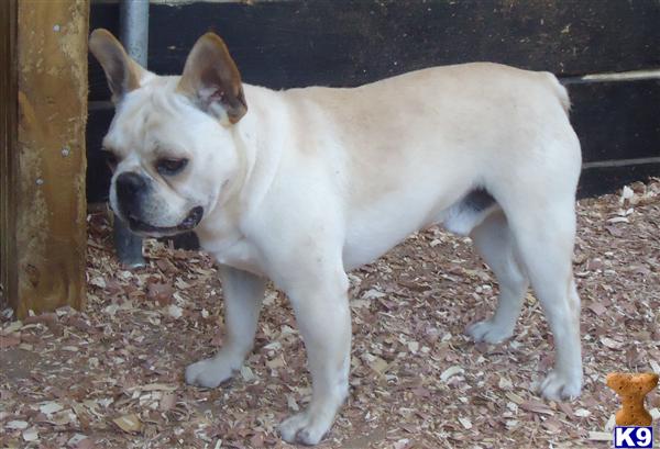 French Bulldog dog