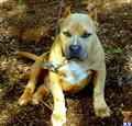 american pit bull puppy posted by kickazzblues