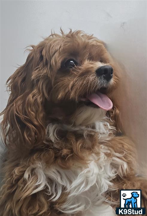 a cavapoo dog with its tongue out