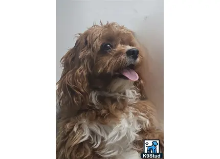 a cavapoo dog with its tongue out