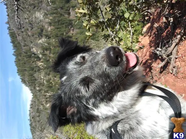 Border Collie female dog