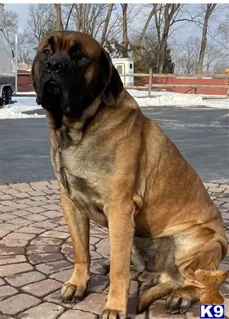 Mastiff stud dog: a mastiff dog sitting on a brick surface