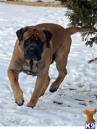 Mastiff stud dog: a mastiff dog standing on snow