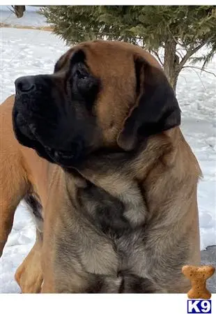 Mastiff stud dog: a mastiff dog with its head in the air