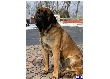 Mastiff stud dog: a mastiff dog sitting on a brick surface