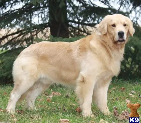 Golden Retriever stud dog