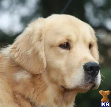 Golden Retriever stud dog