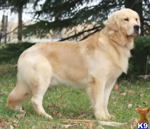 Golden Retriever stud dog