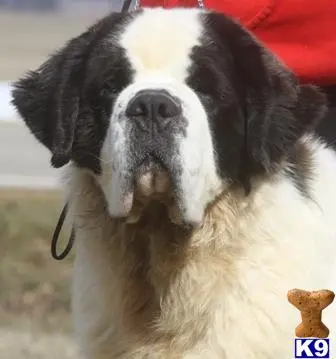 Saint Bernard stud dog