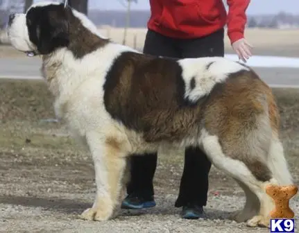 Saint Bernard stud dog