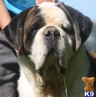 Saint Bernard stud dog