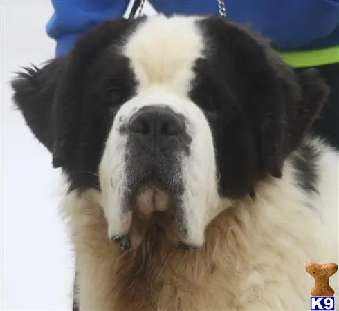 Saint Bernard stud dog