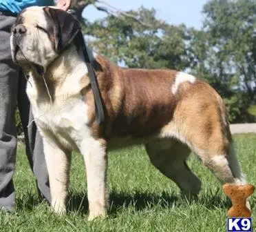 Saint Bernard stud dog