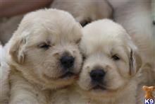 golden retriever puppy posted by kim@doggiants.com