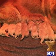 golden retriever puppy posted by kim@doggiants.com