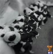 saint bernard puppy posted by kim@doggiants.com