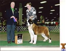 saint bernard puppy posted by kim@doggiants.com
